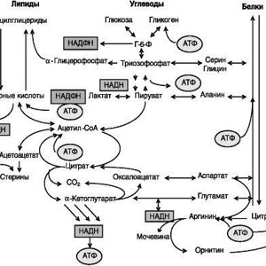 Основные закономерности метаболических процессов в организме человека. Часть 3.
