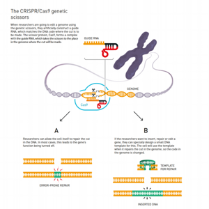 Метод редактирования генома CRISPR-Cas