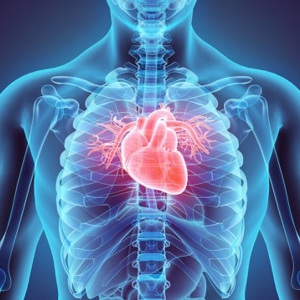 Регенерация сердца стволовыми клетками после инфаркта миокарда – новое перспективное исследование