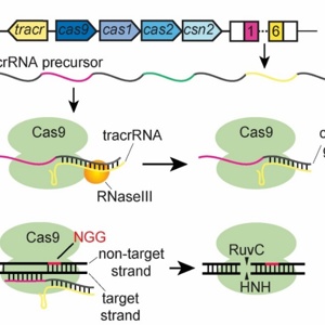 Система CRISPR-Cas Streptococcus pyogenes.